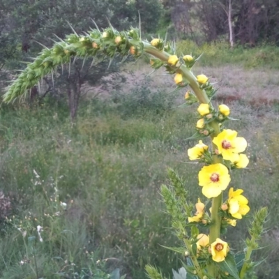 Verbascum virgatum (Green Mullein) at Point Hut to Tharwa - 14 Nov 2020 by MichaelBedingfield