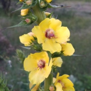 Verbascum virgatum at Tharwa, ACT - 14 Nov 2020