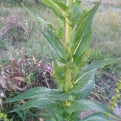 Verbascum virgatum at Tharwa, ACT - 14 Nov 2020 07:25 PM