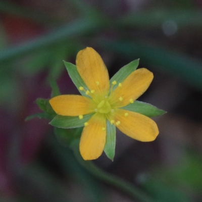Hypericum gramineum (Small St Johns Wort) at Acton, ACT - 13 Nov 2020 by ConBoekel