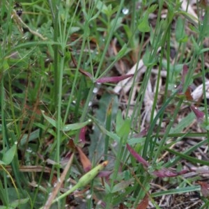 Hypericum gramineum at Acton, ACT - 13 Nov 2020 11:05 AM