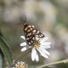 Asura lydia (Lydia Lichen Moth) at Acton, ACT - 9 Nov 2020 by AlisonMilton