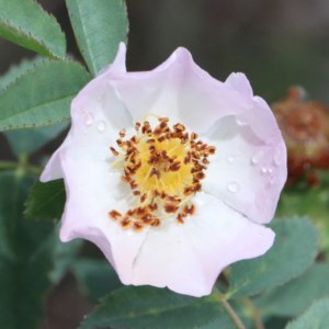 Rosa canina at O'Connor, ACT - 13 Nov 2020 11:09 AM