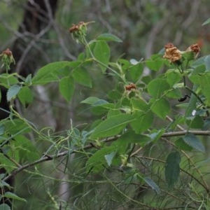 Rosa canina at O'Connor, ACT - 13 Nov 2020 11:09 AM