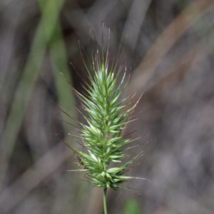 Echinopogon sp. at O'Connor, ACT - 13 Nov 2020