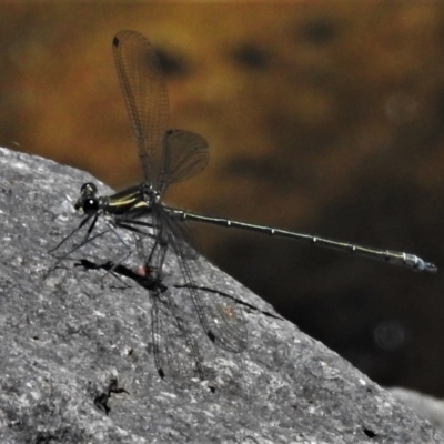 Austroargiolestes icteromelas (Common Flatwing) at Paddys River, ACT - 14 Nov 2020 by JohnBundock