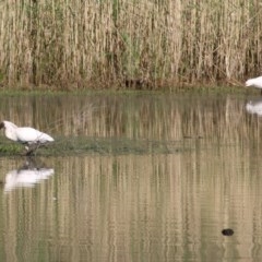 Platalea regia (Royal Spoonbill) at Albury - 13 Nov 2020 by Kyliegw