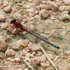 Xanthagrion erythroneurum (Red & Blue Damsel) at Fyshwick, ACT - 13 Nov 2020 by RodDeb