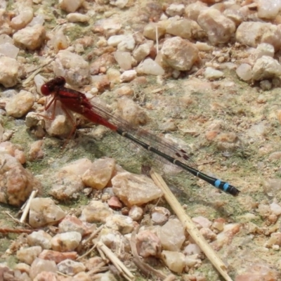 Xanthagrion erythroneurum (Red & Blue Damsel) at Fyshwick, ACT - 13 Nov 2020 by RodDeb