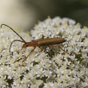 Stenoderus concolor at Acton, ACT - 10 Nov 2020