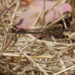 Austrolestes annulosus at Fyshwick, ACT - 13 Nov 2020