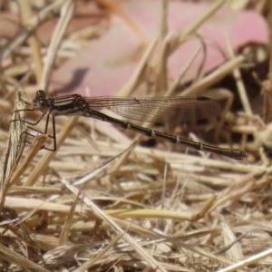 Austrolestes annulosus at Fyshwick, ACT - 13 Nov 2020