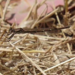 Austrolestes annulosus at Fyshwick, ACT - 13 Nov 2020