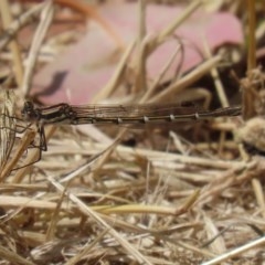 Austrolestes annulosus at Fyshwick, ACT - 13 Nov 2020