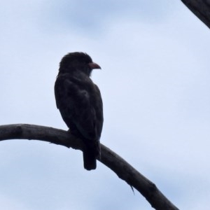 Eurystomus orientalis at Fyshwick, ACT - 13 Nov 2020