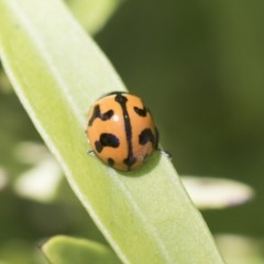 Coccinella transversalis (Transverse Ladybird) at Acton, ACT - 10 Nov 2020 by AlisonMilton