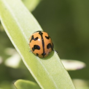 Coccinella transversalis at Acton, ACT - 10 Nov 2020 10:37 AM