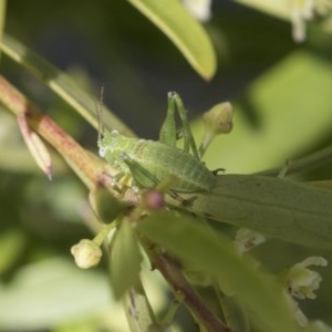 Caedicia simplex at Acton, ACT - 10 Nov 2020