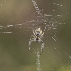 Araneinae (subfamily) (Orb weaver) at Acton, ACT - 10 Nov 2020 by AlisonMilton