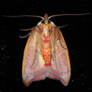 Tortricopsis uncinella at Ainslie, ACT - 13 Nov 2020