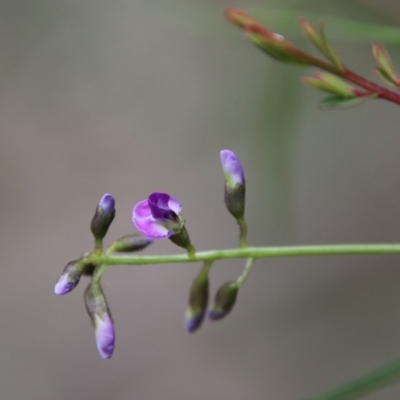 Glycine clandestina (Twining Glycine) at Moruya, NSW - 14 Nov 2020 by LisaH