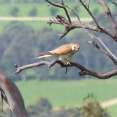 Falco cenchroides (Nankeen Kestrel) at Black Range, NSW - 14 Nov 2020 by MatthewHiggins