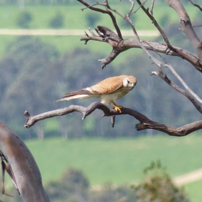 Falco cenchroides (Nankeen Kestrel) at Black Range, NSW - 14 Nov 2020 by MatthewHiggins