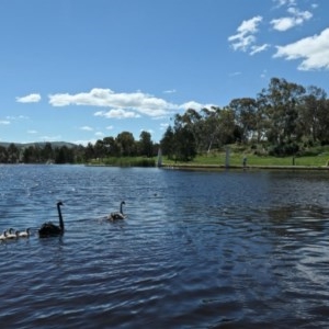 Cygnus atratus at Forde, ACT - 14 Nov 2020