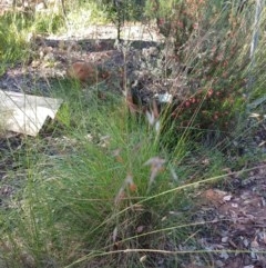 Rytidosperma pallidum (Red-anther Wallaby Grass) at Greenleigh, NSW - 14 Nov 2020 by LyndalT