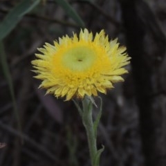 Coronidium scorpioides (Button Everlasting) at Kaleen, ACT - 5 Oct 2020 by michaelb