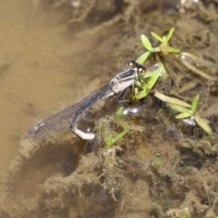 Ischnura heterosticta (Common Bluetail Damselfly) at Fyshwick, ACT - 13 Nov 2020 by RodDeb