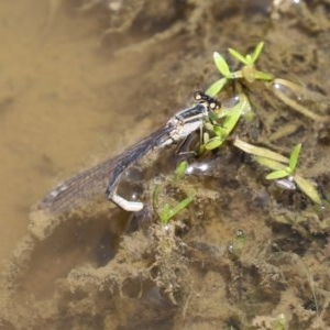 Ischnura heterosticta at Fyshwick, ACT - 13 Nov 2020