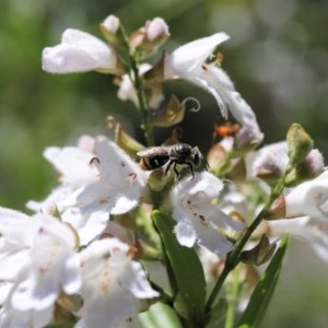 Lipotriches (Austronomia) ferricauda at Acton, ACT - 11 Nov 2020