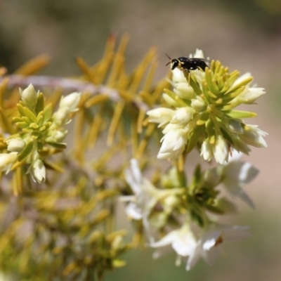 Hylaeus (Gnathoprosopis) amiculinus (Hylaeine colletid bee) at Acton, ACT - 27 Jul 2018 by HelenBoronia