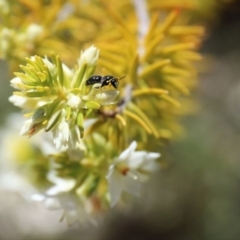 Hylaeus (Gnathoprosopis) amiculinus at Acton, ACT - 27 Jul 2018 02:41 PM