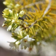 Hylaeus (Gnathoprosopis) amiculinus at Acton, ACT - 27 Jul 2018 02:41 PM