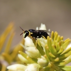 Hylaeus (Gnathoprosopis) amiculinus at Acton, ACT - 27 Jul 2018