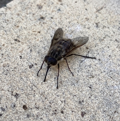 Scaptia sp. (genus) (March fly) at Queanbeyan, NSW - 15 Nov 2020 by FeralGhostbat