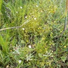 Drosera gunniana (Pale Sundew) at Kowen, ACT - 22 Oct 2020 by jamesjonklaas