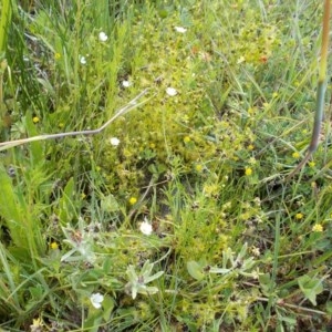 Drosera gunniana at Kowen, ACT - 22 Oct 2020