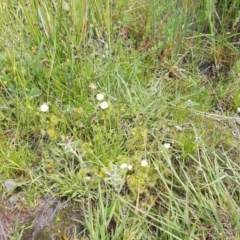 Drosera gunniana at Kowen, ACT - 22 Oct 2020