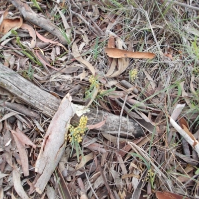 Lomandra filiformis (Wattle Mat-rush) at Majura, ACT - 27 Oct 2020 by jamesjonklaas