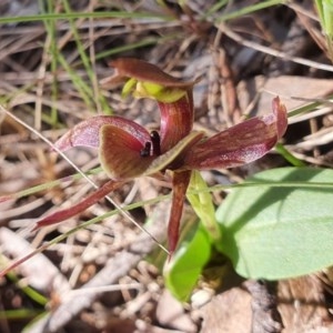 Chiloglottis valida at Cotter River, ACT - 15 Nov 2020