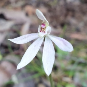 Caladenia carnea at Cotter River, ACT - suppressed