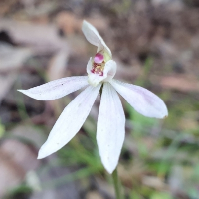 Caladenia carnea (Pink Fingers) at Cotter River, ACT - 14 Nov 2020 by shoko