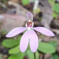Caladenia carnea (Pink Fingers) at Cotter River, ACT - 15 Nov 2020 by shoko