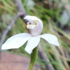 Caladenia alpina (Mountain Caps) at Cotter River, ACT - 15 Nov 2020 by shoko