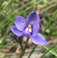 Thelymitra sp. (A Sun Orchid) at Gossan Hill - 9 Nov 2020 by goyenjudy