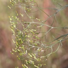 Senecio quadridentatus (Cotton Fireweed) at West Wodonga, VIC - 14 Nov 2020 by Kyliegw