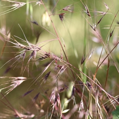 Bromus diandrus (Great Brome) at West Wodonga, VIC - 15 Nov 2020 by KylieWaldon